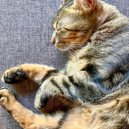 Treetop Loft In Harz National Park