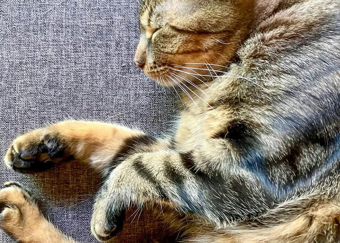 Treetop Loft In Harz National Park